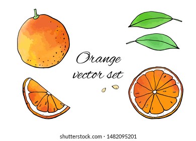 Collection of orange fruit icons with watercolor texture. Vector stock set. Cute doodles. Summer fruit, sweet citrus for orange juice. Can be used for printed materials. Hand drawn design elements. 