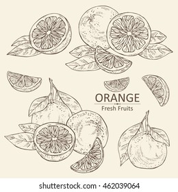 Collection of orange . hand drawn