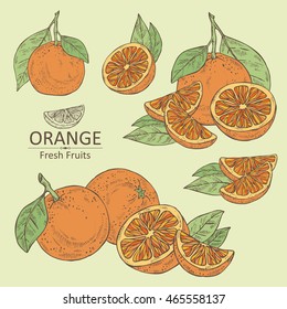 Collection of orange . hand drawn