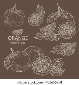 Collection of orange . hand drawn