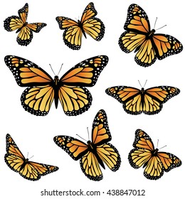 Collection of an orange monarch butterfly, different views.