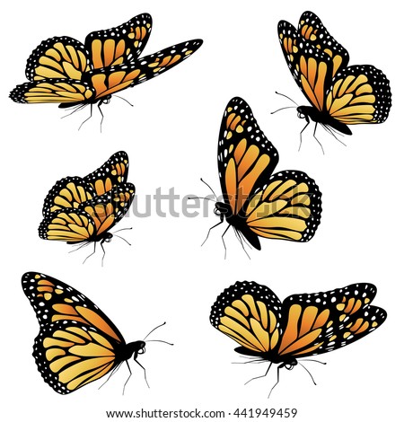 Collection of an orange monarch butterfly, different views.
