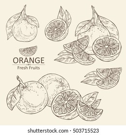 Collection of orange and orange slice. hand drawn