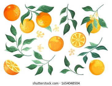 Collection of oranges fruits, branches and flowers on a white background. Vector clipart botanical illustration