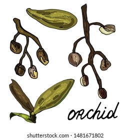 Collection of orchid leaves and processes on an isolated white background. The contour is drawn by hand. Set of vintage elements for decorating cards, wedding invitations and much more.Lettering.