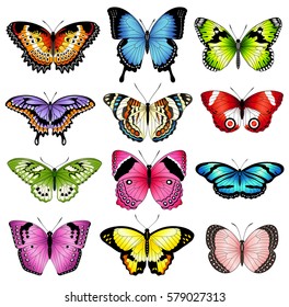 Collection of original vector illustrations of colorful butterfly insects