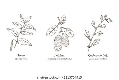 Collection of ornamental and medicinal plants. Hand drawn botanical vector illustration