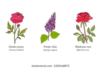 Collection of ornamental and medicinal plants. Hand drawn botanical vector illustration