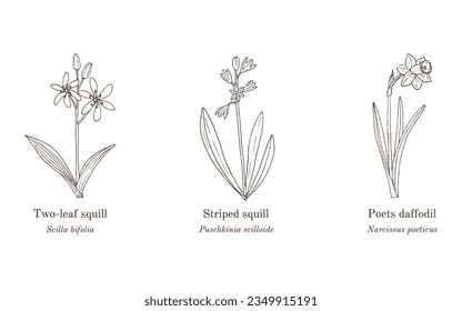 Colección de plantas ornamentales y medicinales. Ilustración de vector botánico dibujada a mano