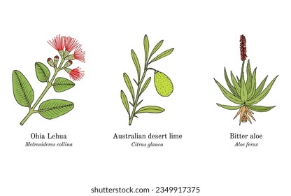 Collection of ornamental and medicinal plants. Hand drawn botanical vector illustration