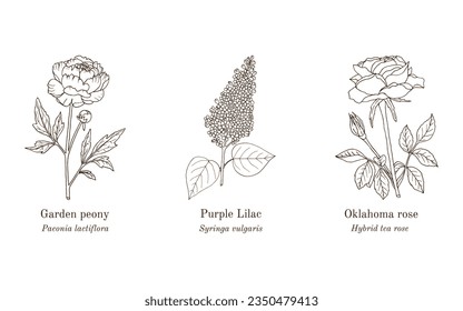Collection of ornamental and medicinal plants. Hand drawn botanical vector illustration
