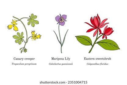 Collection of ornamental and medicinal plants. Hand drawn botanical vector illustration