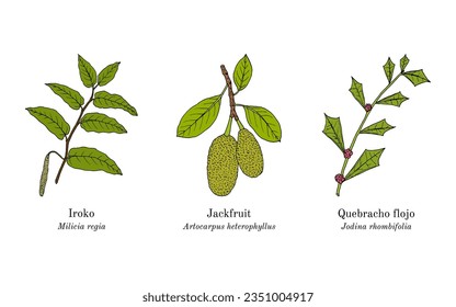 Collection of ornamental and medicinal plants. Hand drawn botanical vector illustration