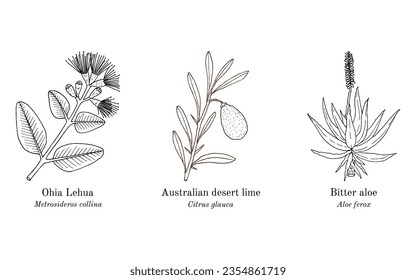 Collection of ornamental and medicinal plants. Hand drawn botanical vector illustration