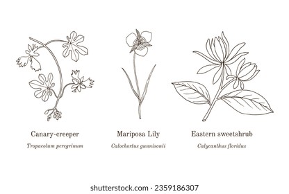 Collection of ornamental and medicinal plants. Hand drawn botanical vector illustration