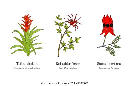 Colección de plantas ornamentales. Ilustración de vector botánico dibujada a mano