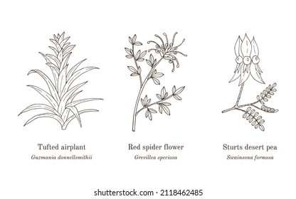 Collection of ornamental plants. Hand drawn botanical vector illustration