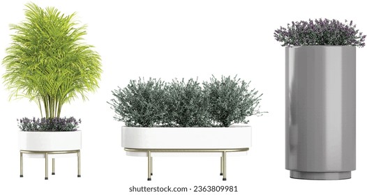 collection of ornamental pot plant  of Butterfly palm,Leucophyllum frutescen on isolated transparent background