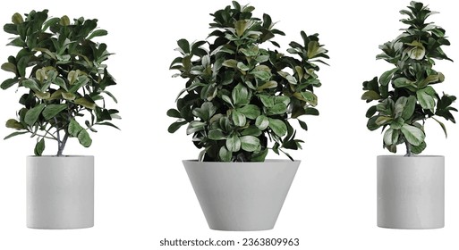 collection of ornamental pot plant Ficus Lyrat on isolated transparent background