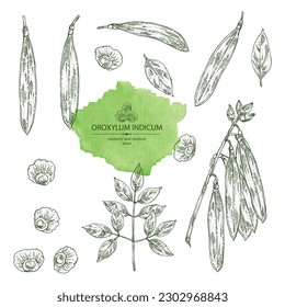 Collection of oroxylum indicum: oroxylum indicum plant, leaves, pod and oroxylum indicum seeds. Cosmetic, perfumery and medical plant. Vector hand drawn illustration