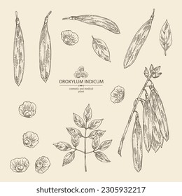 Collection of oroxylum indicum: oroxylum indicum plant, leaves, pod and oroxylum indicum seeds. Cosmetic, perfumery and medical plant. Vector hand drawn illustration