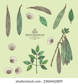 Collection of oroxylum indicum: oroxylum indicum plant, leaves, pod and oroxylum indicum seeds. Cosmetic, perfumery and medical plant. Vector hand drawn illustration