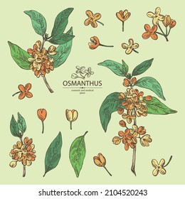 Collection of osmanthus: plant, leaves and osmanthus flowers. Cosmetic, perfumery and medical plant. Vector hand drawn illustration