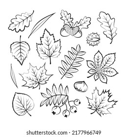 Collection of outline autumn leaves and plants - maple, rowan, oak, willow, elm, birch, chestnut. Isolated on white background. Vector objects for autumn design.