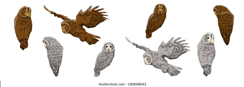 A collection of owls in various poses. Gray and brown owls. Gray tawny. Wild Vector Birds of Europe, America and Scandinavia