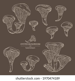 Collection of oyster mushroom: mushroom pleurotus. Mushroom. Vector hand drawn illustration
