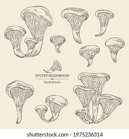 Collection of oyster mushroom: mushroom pleurotus. Mushroom. Vector hand drawn illustration