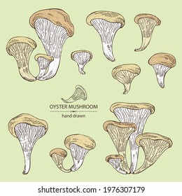 Collection of oyster mushroom: mushroom pleurotus. Mushroom. Vector hand drawn illustration