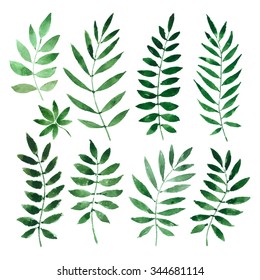 collection painted watercolors of plants and leaves. vector illustration