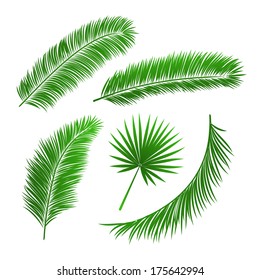 Collection of palm tree leaves isolated vector illustration