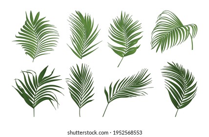 Collection of palm tree leaves vector