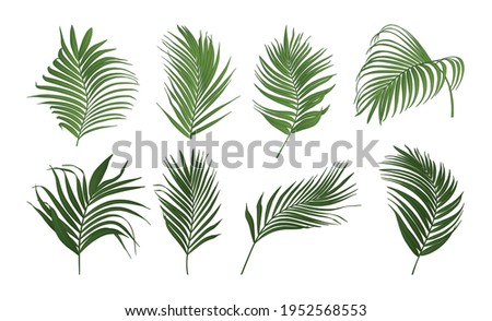 Collection of palm tree leaves vector