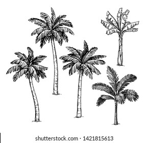 Collection of palm trees. Ink sketch isolated on white background. Hand drawn vector illustration. Retro style set.