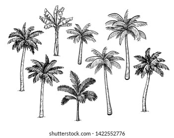 Collection of palm trees. Ink sketch isolated on white background. Hand drawn vector illustration. Retro style set.