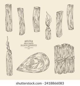 Colección de palo santo: palo santo madera y palo santo palos. Sarmientoi de Bulnesia. Cosmética, perfumería y planta médica. Ilustración dibujada a mano por el vector