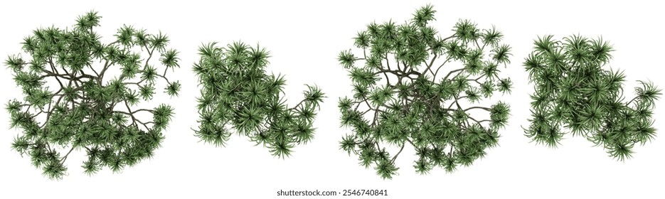 Collection of pandanus trees on transparent background from the top view