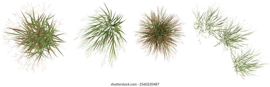 Collection of Panicum plants on transparent background from the top view