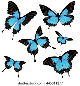 Collection of papilio ulysses butterflies, blue mountain swallowtail illustration.