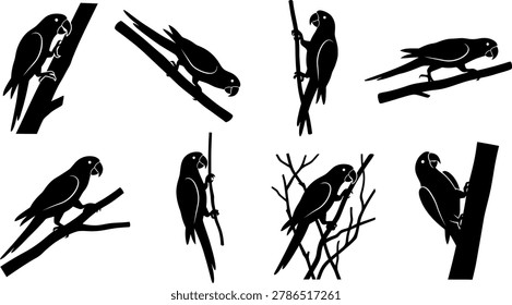 Collection of parrot bird silhouettes in various perched and active poses isolated on a white background