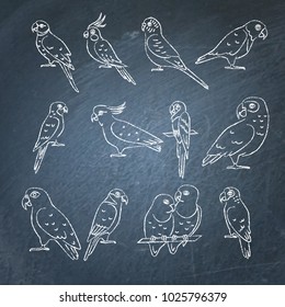 Collection of parrot icon sketches on chalkboard. Tropical bird drawings on blackboard.