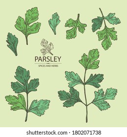 Collection of parsley: parsley leaves and plant. Herbs and spices.  Vector hand drawn illustration.