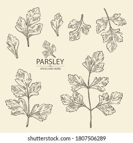 Collection of parsley: parsley leaves and plant. Herbs and spices.  Vector hand drawn illustration.