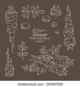 Collection of parsnip. hand drawn
