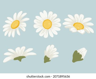 The collection part of daisy top front and side in flat vector style. Illustration of  flower, floral for content, greeting card.