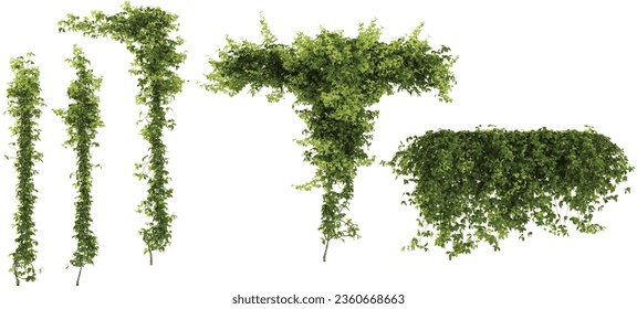 Collection of parthenocissus quinquefolia,Virginia creepers on isolated transparent background