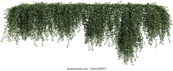 Collection of parthenocissus sikkimensis, sikkim creeper on isolated transparent background